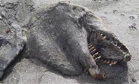 What Is The Strange Sea Monster That Washed Up On New Zealands