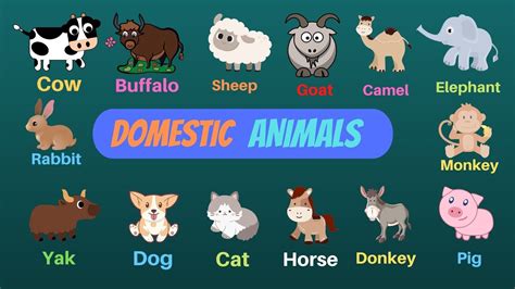 Domestic Animals Name Learn Domestic Animals Sounds And Names Easy