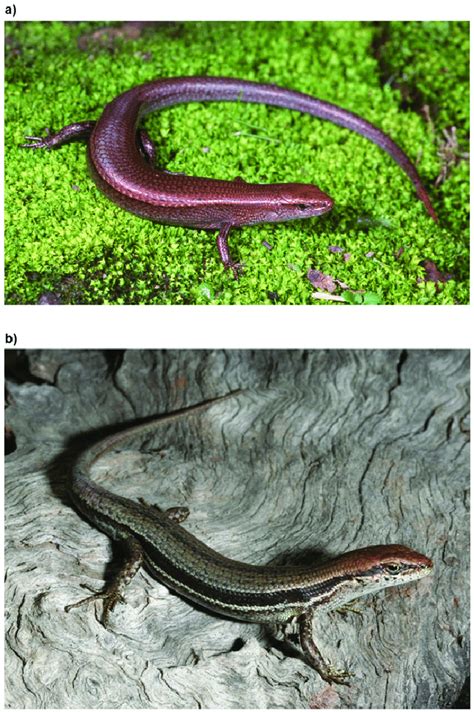 The Two Study Species A Delicate Skink Lampropholis Delicata And