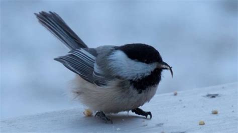 Chickadee With Deformed Bill The First Spotted In Alberta Cbc News
