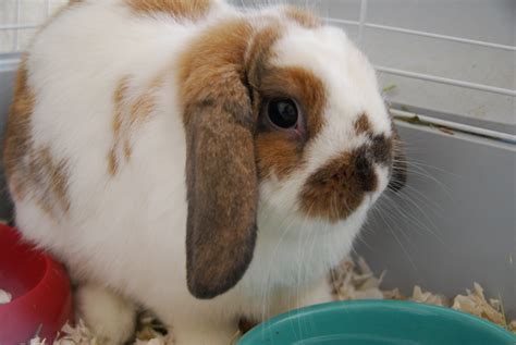 Filepet Rabbits 8 2014 02 11 Wikimedia Commons