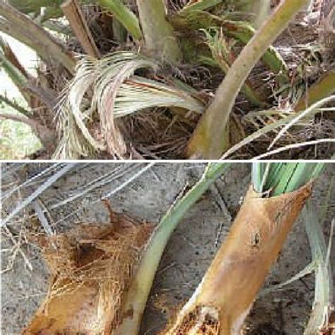 Queen Palm In Florida Dying From Fusarium Wilt Download Scientific