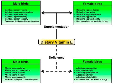 Ijms Free Full Text Effects Of Dietary Vitamin E On Fertility Functions In Poultry Species