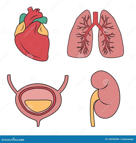 Internal Organs Vector Illustration Vector Drawing Of Heart Lungs