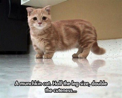 11414 Cat Memes Click The Image To See More Awesome Pictures Or