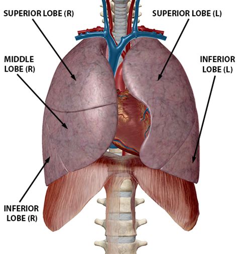 Exploring Lung Pathologies With Physiology And Pathology
