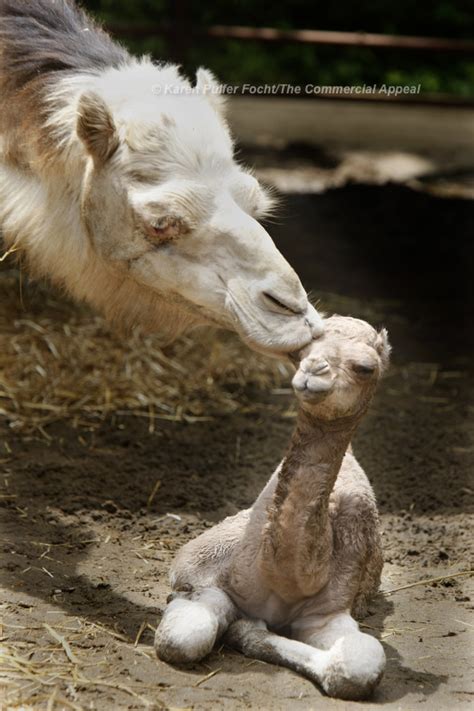 The example below illustrates what could happen if the server of the rest service is down and route cannot be delivered. Baby Camel Born at the Memphis Zoo — KAREN PULFER FOCHT ...
