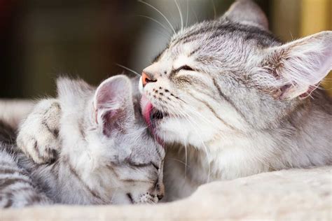 Why Do Cats Lick Each Other Main Reasons