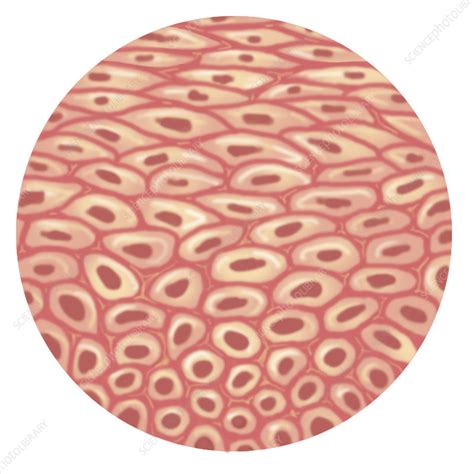 Epithelial Tissue Drawing Stock Image C0152525 Science Photo