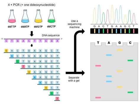 Dna Sequencing Maxamgilbert And Sanger Dideoxy Method
