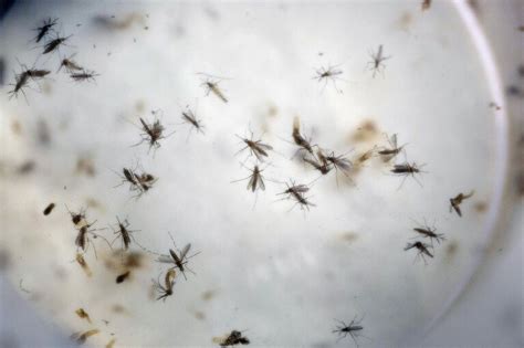 first case of zika spread through female to male sex in nyc the washington post