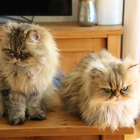 Meet Lilly And Evy The Adorable Golden Persian Cats With