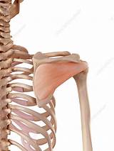 The anterior, lateral and posterior deltoid heads. Human shoulder muscles - Stock Image - F015/7587 - Science ...