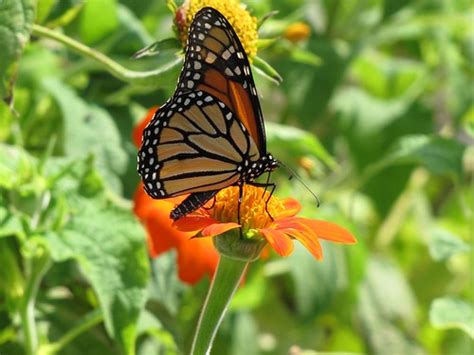 Monarch Butterfly On A Mexican Sunflower Swaying Back And Flickr
