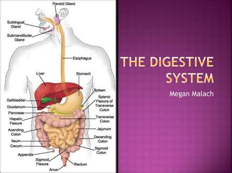 Ppt The Digestive System Powerpoint Presentation Free Download Id2611832