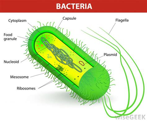 Whatever an organism does for survival it does for the survival of its cells. What is Pseudomonas Bacteria? (with pictures)