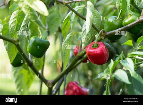 Capsicum Pubescens The Big Apple Hi Res Stock Photography And Images Alamy