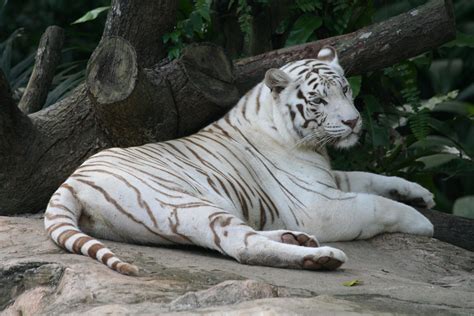 The Worlds First White Tiger Safari Has Been Opened And Its In Madhya