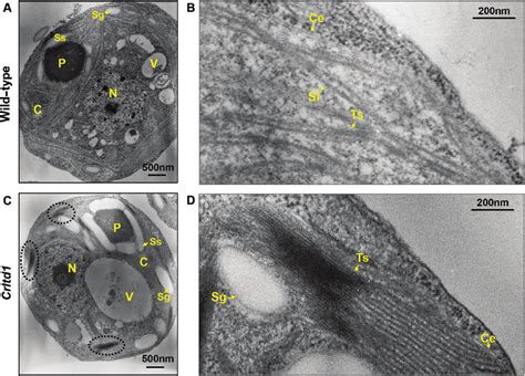 Transmission Electron Microscopy Images Of The Cross Sections From