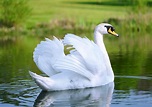 Cisne - Espécies de Aves - InfoEscola