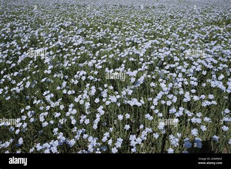 Linen Field Hi Res Stock Photography And Images Alamy