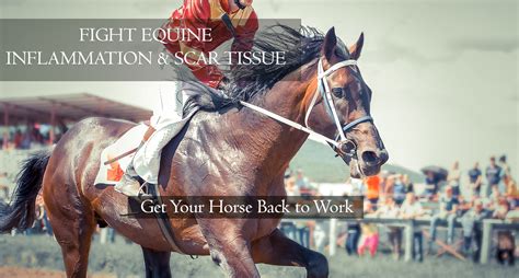 Equine Inflammation Steel Horse