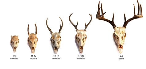 Whitetail Deer Age Chart Characteristics Of Age Classes