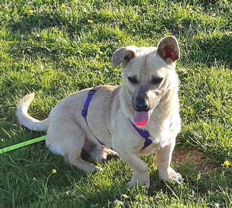 Wumis wuffels finden sie auch auf facebook. Tierheim Waldkraiburg - Hunde die ein neues Zuhause suchen