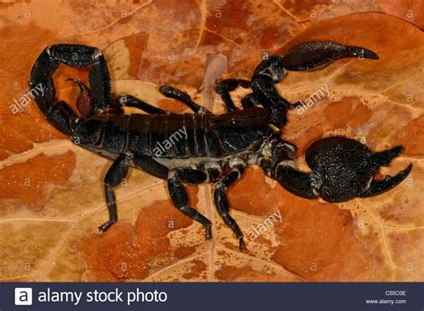 Emperor Scorpion Pandinus Imperator On A Leaf Stock Photo Alamy