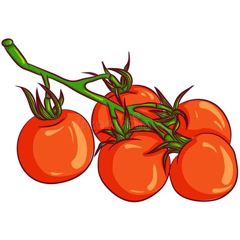 Branch Of Red Tomatoes Stock Vector Illustration Of Plant 240837024