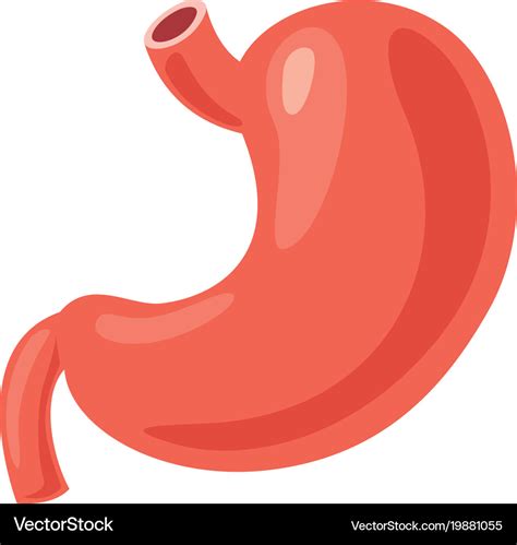 Stomach Royalty Free Vector Image Vectorstock