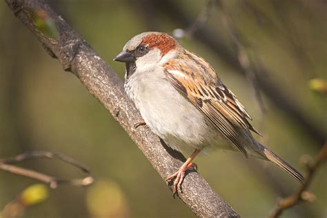 House Sparrow House Sparrow Passer Domesticus Male Perch Flickr