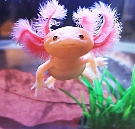 Pin By Violet Doodles Boutique On Axolotl Weird Looking Animals Cute