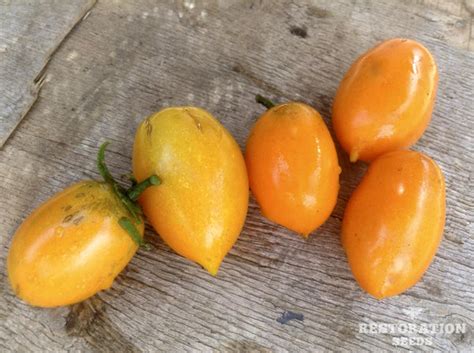 Amish Gold Tomato Organic Restoration Seeds