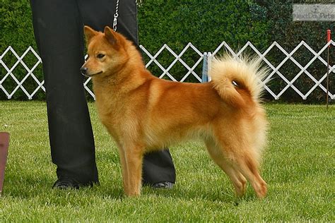 Finnish Spitz Puppy For Sale Near Lubbock Texas C4c23a85 37b1