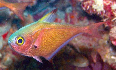 Pempheris Flavicycla Amazing New Tropical Fish Species