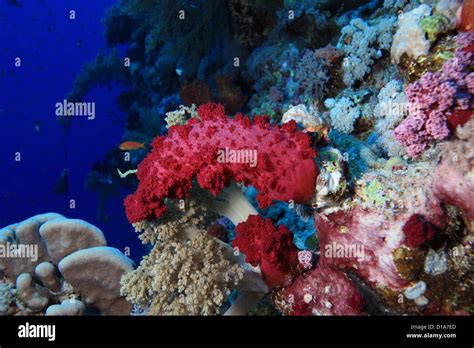 Marine Life In The Red Sea Stock Photo Alamy