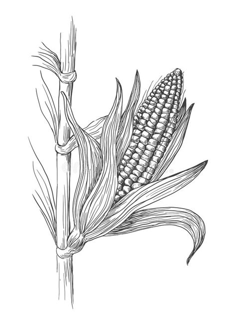 Corn Stalk Clipart Black And White 13 Free Cliparts Download Images
