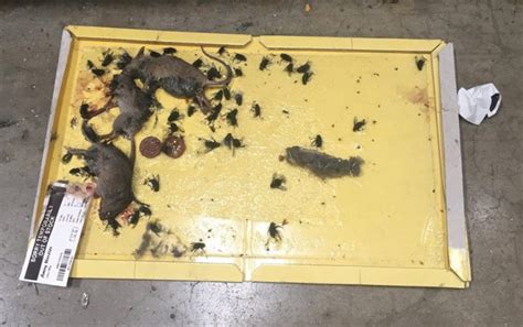 Asda Fined After Enfield Council Find Dead Mice And Droppings At Depot News News Metro News