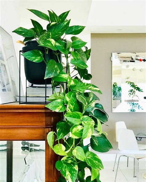 10 Cheap Houseplants You Can Easily Add To Your Home
