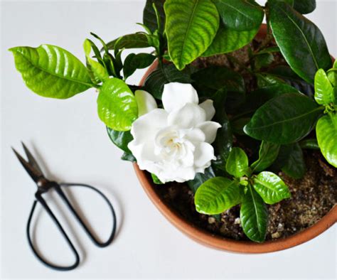 Orchid will best survive in a bright spot that offers humidity and also protection from drafts. 13 Best Smelling House Plants To Perfume Your Home ...