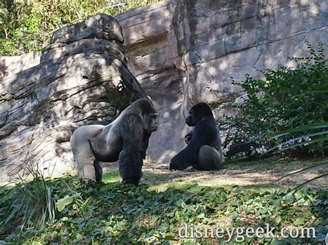 A Couple Of Male Gorillas In Pangani Forest At Disneys Animal Kingdom