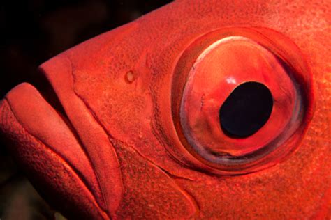 11 Popular Red Fish With Big Eyes Fishlab