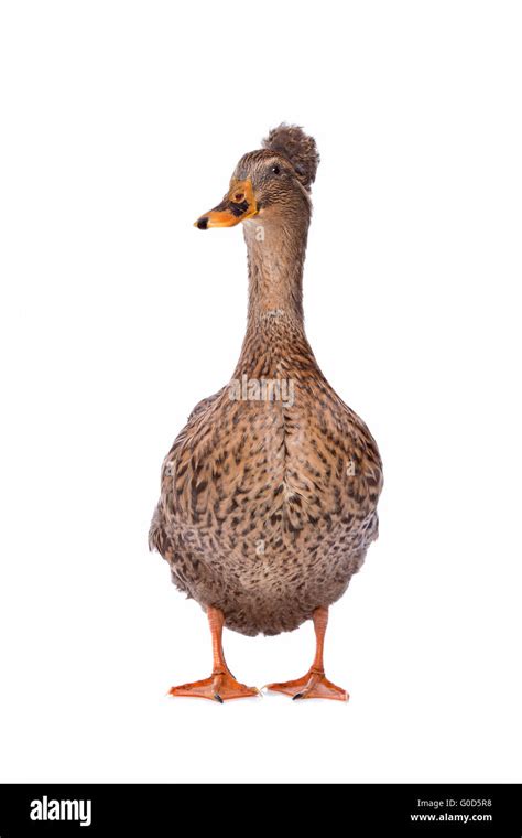 A Female Dutch Tufted Duck Stock Photo Alamy