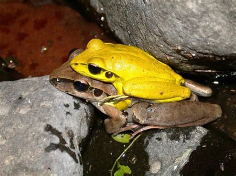 how can you tell a male from a female frog the australian museum blog