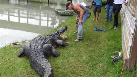 Largest Live Gator Ever Caught In Texas Found Near Dayton