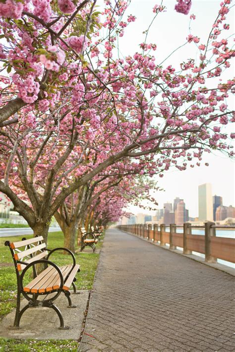 Best Places To See Cherry Blossoms In Nyc