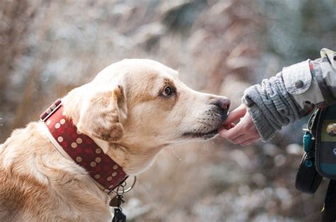 The Benefits Of A Human Animal Relationship Happy Tail Pets
