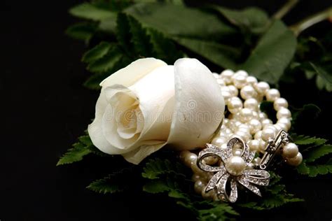 Closeup Of A White Rose With Pearls Stock Image Image Of Serenity
