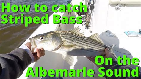 How To Catch Striped Bass On The Albemarle Sound Youtube